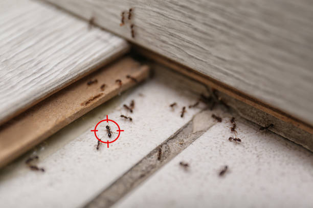 Best Best Pest Control Companies  in Ponder, TX