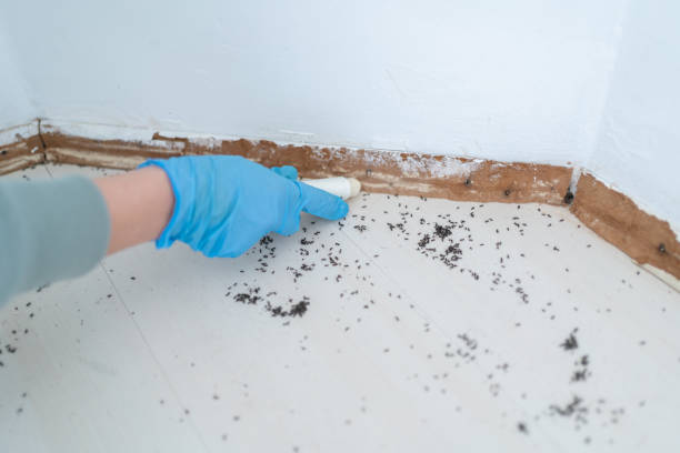 Best Pest Prevention Services  in Ponder, TX