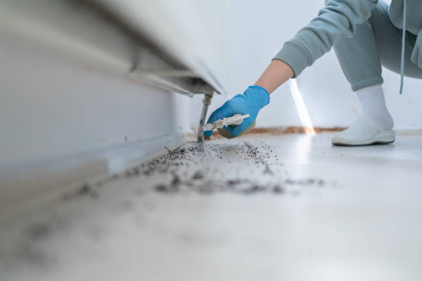 Wasp Removal Services in Ponder, TX